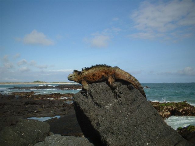 Galapagos_iguana1